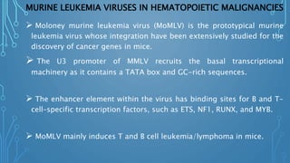 MURINE LEUKEMIA VIRUSES IN HEMATOPOIETIC MALIGNANCIES
 Moloney murine leukemia virus (MoMLV) is the prototypical murine
leukemia virus whose integration have been extensively studied for the
discovery of cancer genes in mice.
 The U3 promoter of MMLV recruits the basal transcriptional
machinery as it contains a TATA box and GC-rich sequences.
 The enhancer element within the virus has binding sites for B and T-
cell–specific transcription factors, such as ETS, NF1, RUNX, and MYB.
 MoMLV mainly induces T and B cell leukemia/lymphoma in mice.
 