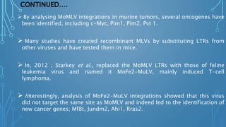 CONTINUED….
 By analysing MoMLV integrations in murine tumors, several oncogenes have
been identified, including c-Myc, Pim1, Pim2, Pvt 1.
 Many studies have created recombinant MLVs by substituting LTRs from
other viruses and have tested them in mice.
 In, 2012 , Starkey et al., replaced the MoMLV LTRs with those of feline
leukemia virus and named it MoFe2-MuLV, mainly induced T-cell
lymphoma.
 Interestingly, analysis of MoFe2-MuLV integrations showed that this virus
did not target the same site as MoMLV and indeed led to the identification of
new cancer genes; Mf8t, Jundm2, Ahi1, Rras2.
 