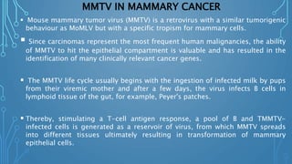 MMTV IN MAMMARY CANCER
 Mouse mammary tumor virus (MMTV) is a retrovirus with a similar tumorigenic
behaviour as MoMLV but with a specific tropism for mammary cells.
 Since carcinomas represent the most frequent human malignancies, the ability
of MMTV to hit the epithelial compartment is valuable and has resulted in the
identification of many clinically relevant cancer genes.
 The MMTV life cycle usually begins with the ingestion of infected milk by pups
from their viremic mother and after a few days, the virus infects B cells in
lymphoid tissue of the gut, for example, Peyer's patches.
 Thereby, stimulating a T-cell antigen response, a pool of B and TMMTV-
infected cells is generated as a reservoir of virus, from which MMTV spreads
into different tissues ultimately resulting in transformation of mammary
epithelial cells.
 