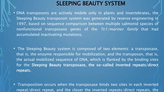 SLEEPING BEAUTY SYSTEM
• DNA transposons are actively mobile only in plants and invertebrates, the
Sleeping Beauty transposon system was generated by reverse engineering in
1997, based on sequence comparison between multiple salmonid species of
nonfunctional transposase genes of the Tc1/mariner family that had
accumulated inactivating mutations.
• The Sleeping Beauty system is composed of two elements: a transposase,
that is, the enzyme responsible for mobilization, and the transposon, that is,
the actual mobilized sequence of DNA, which is flanked by the binding sites
for the Sleeping Beauty transposase, the so-called inverted repeats/direct
repeats.
• Transposition occurs when the transposase binds two sites in each inverted
repeat/direct repeat, and the closer the inverted repeats/direct repeats, the
 