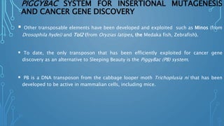 PIGGYBAC SYSTEM FOR INSERTIONAL MUTAGENESIS
AND CANCER GENE DISCOVERY
 Other transposable elements have been developed and exploited such as Minos (from
Drosophila hydei) and Tol2 (from Oryzias latipes, the Medaka fish, Zebrafish).
 To date, the only transposon that has been efficiently exploited for cancer gene
discovery as an alternative to Sleeping Beauty is the PiggyBac (PB) system.
 PB is a DNA transposon from the cabbage looper moth Trichoplusia ni that has been
developed to be active in mammalian cells, including mice.
 