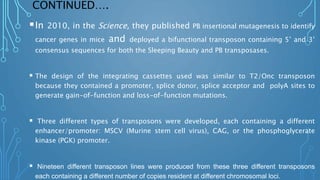 CONTINUED….
In 2010, in the Science, they published PB insertional mutagenesis to identify
cancer genes in mice and deployed a bifunctional transposon containing 5’ and 3’
consensus sequences for both the Sleeping Beauty and PB transposases.
 The design of the integrating cassettes used was similar to T2/Onc transposon
because they contained a promoter, splice donor, splice acceptor and polyA sites to
generate gain-of-function and loss-of-function mutations.
 Three different types of transposons were developed, each containing a different
enhancer/promoter: MSCV (Murine stem cell virus), CAG, or the phosphoglycerate
kinase (PGK) promoter.
 Nineteen different transposon lines were produced from these three different transposons
each containing a different number of copies resident at different chromosomal loci.
 
