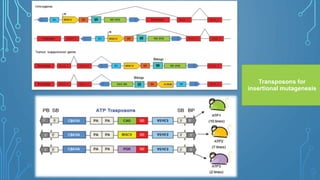 Transposons for
insertional mutagenesis
 