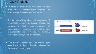 CONTINUED….
• Fourteen of these lines were crossed with
mice that constitutively express PB
transposase from the Rosa26 locus.
• But, in case of they observed a high rate of
embryonic lethality in mouse strains that
contain a high copy number of
transposons. However, the strains with
intermediate to low copy number,
transposon arrays tumors formed.
• The tumor latency and the tumor type
were found to be profoundly affected by
the type of transposon.
 
