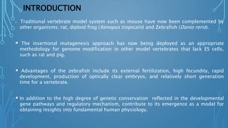INTRODUCTION
 Traditional vertebrate model system such as mouse have now been complemented by
other organisms; rat, diploid frog (Xenopus tropicalis) and Zebrafish (Danio rerio).
 The insertional mutagenesis approach has now being deployed as an appropriate
methodology for genome modification in other model vertebrates that lack ES cells,
such as rat and pig.
 Advantages of the zebrafish include its external fertilization, high fecundity, rapid
development, production of optically clear embryos, and relatively short generation
time for a vertebrate.
 In addition to the high degree of genetic conservation reflected in the developmental
gene pathways and regulatory mechanism, contribute to its emergence as a model for
obtaining insights into fundamental human physiology.
 