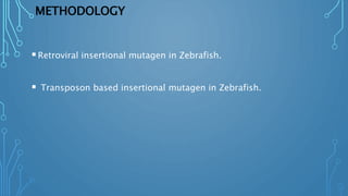 METHODOLOGY
Retroviral insertional mutagen in Zebrafish.
 Transposon based insertional mutagen in Zebrafish.
 