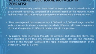RETROVIRAL INSERTIONAL MUTAGEN IN
ZEBRAFISH
• The most extensively studied insertional mutagen to date in zebrafish is the
pseudotyped retrovirus, composed of a genome based on the Moloney murine
leukemia virus and the envelope glycoprotein of the vesicular stomatitis virus .
• They have injected this retrovirus into 1,000-cell to 2,000-cell stage zebrafish
embryos results in chimeric embryos in which different cells have integrations
of the viral sequences in different random sites in the genome.
• By passing these insertions through the germline and inbreeding them, they
have identified more than 500 mutations and about 350 loci; the insertional
nature of the mutagen facilitated the rapid molecular characterization of the
genetic loci, with 335 clones.
 