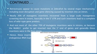 CONTINUED….
 Retroviruses appear to cause mutations in Zebrafish by several major mechanisms,
including exon disruption and gene silencing caused by insertion into an intron.
 Nearly 30% of mutagenic insertions recovered from a large scale mutagenesis
screening were in exons, basically in the 5’ UTR and such insertions lead to a complete
loss of wild-type gene product.
 And rest most of the other 70% of mutagenic insertions were in introns, as because
the MoMLV prefer to get inserted near the 5’ end of genes and generally these
insertions were in the first intron.
 Hence, these insertions usually result in the reduction or complete abrogation of
endogenous RNA Expression.
 