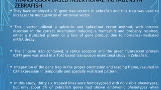 TRANSPOSON BASED INSERTIONAL MUTAGENS IN
ZEBRAFISH
 They have employed a 5’ gene trap vectors in zebrafish and this trap was used to
increase the mutagenicity of retroviral vector.
 This vector utilized a splice-in and splice-out vector method, with intronic
insertion in the correct orientation inducing a frameshift and probably resulted,
either a truncated protein or a loss of gene product due to nonsense-mediated
mRNA decay.
 The 5’ gene trap contained, a splice acceptor and the green fluorescent protein
(GFP) gene was used in a Tol2 based transposon insertional study in Zebrafish.
 Integration of the gene trap in the proper orientation and reading frame, resulted in
GFP expression in temporally and spatially restricted pattern.
 In this study, thirty six trapped lines were homozygosed with no visible phenotypes,
but only about 5% of zebrafish genes had shown embryonic phenotypes when
 