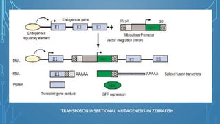 TRANSPOSON INSERTIONAL MUTAGENESIS IN ZEBRAFISH
 