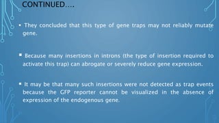 CONTINUED….
 They concluded that this type of gene traps may not reliably mutate
gene.
 Because many insertions in introns (the type of insertion required to
activate this trap) can abrogate or severely reduce gene expression.
 It may be that many such insertions were not detected as trap events
because the GFP reporter cannot be visualized in the absence of
expression of the endogenous gene.
 