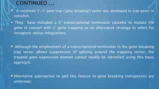CONTINUED….
 A combined 5’-3’ gene trap (‘gene breaking’) vector was developed to trap genes in
zebrafish.
 They have included a 5’ transcriptional terminator cassette to mutate the
gene in concert with 3’ gene trapping as an alternative strategy to select for
intragenic vector integrations.
 Although the employment of a transcriptional terminator in the gene breaking
trap vector allows suppression of splicing around the trapping vector, the
trapped gene expression domain cannot readily be identified using this basic
approach.
 Alternative approaches to add this feature to gene breaking transposons are
underway.
 