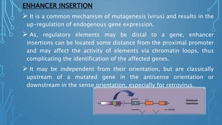 ENHANCER INSERTION
 It is a common mechanism of mutagenesis (virus) and results in the
up-regulation of endogenous gene expression.
 As, regulatory elements may be distal to a gene, enhancer
insertions can be located some distance from the proximal promoter
and may affect the activity of elements via chromatin loops, thus
complicating the identification of the affected genes.
 It may be independent from their orientation, but are classically
upstream of a mutated gene in the antisense orientation or
downstream in the sense orientation, especially for retrovirus.
 