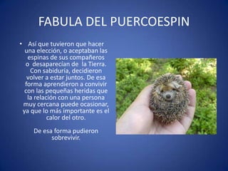FABULA DEL PUERCOESPINAsí que tuvieron que hacer una elección, o aceptaban las espinas de sus compañeros o  desaparecían de  la Tierra. Con sabiduría, decidieron volver a estar juntos. De esa forma aprendieron a convivir con las pequeñas heridas que la relación con una persona muy cercana puede ocasionar, ya que lo más importante es el calor del otro.De esa forma pudieron sobrevivir.