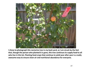 I chose to photograph this nectarine tree in my back yard, as I am struck by the fact that, though the person who planted it is gone, this tree continues to supply food to all who live in this lot. Planting food crops that continue to yield year after year is a really awesome way to ensure clean air and nutritional abundance for everyone. LT 