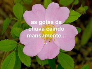 as gotas da
chuva caindo
mansamente...
..
 
