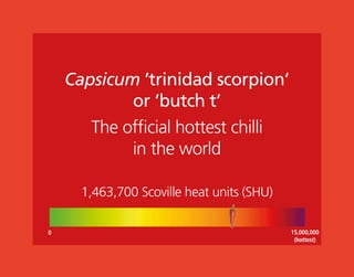 1,463,700 Scoville heat units (SHU)
15,000,000
(hottest)
0
Capsicum ’trinidad scorpion’
or ‘butch t’
The official hottest chilli
in the world
 