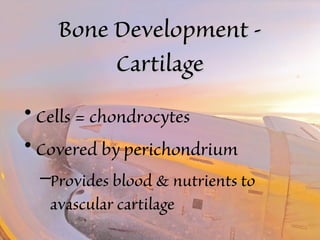 BBoonnee DDeevveellooppmmeenntt -- 
CCaarrttiillaaggee 
• Cells = chondrocytes 
• Covered by perichondrium 
–Provides blood & nutrients to 
avascular cartilage 
 