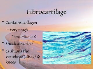 FFiibbrrooccaarrttiillaaggee 
• Contains collagen 
–Very tough 
• Need vitamin C 
• Shock absorber 
• Cushions the 
vertebrae (discs) & 
knees 
 