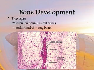 BBoonnee DDeevveellooppmmeenntt 
• Two types 
– Intramembranous – flat bones 
– Endochondral – long bones 
 