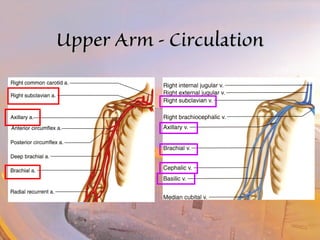 UUppppeerr AArrmm -- CCiirrccuullaattiioonn 
 