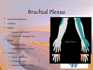 BBrraacchhiiaall PPlleexxuuss 
• Musculocutaneous 
• Axillary 
• Radial 
– Extensors of forearm 
– Sensation to dorsum of arm 
• Ulnar 
– ½ Hand muscles 
– Sensation lateral 1/3 hand 
• Median 
– Flexors of forearm 
– ½ Hand muscles 
– Sensation medial 1/3 hand 
 