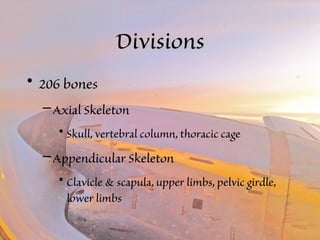 DDiivviissiioonnss 
• 206 bones 
–Axial Skeleton 
• Skull, vertebral column, thoracic cage 
–Appendicular Skeleton 
• Clavicle & scapula, upper limbs, pelvic girdle, 
lower limbs 
 