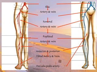 Iliac 
Artery & vein 
Femoral 
Artery & vein 
Popliteal 
Artery & vein 
Anterior & posterior 
Tibial Artery & Vein 
Dorsalis pedis artery 
 