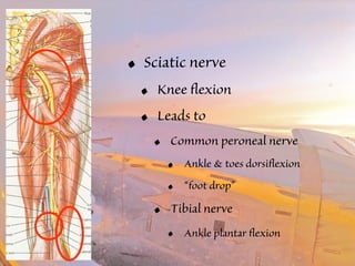 • Sciatic nerve 
• Knee flexion 
• Leads to 
• Common peroneal nerve 
• Ankle & toes dorsiflexion 
• “foot drop” 
• Tibial nerve 
• Ankle plantar flexion 
 