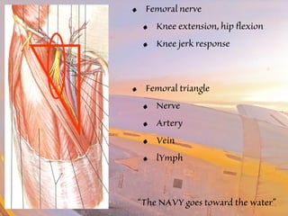 • Femoral nerve 
• Knee extension, hip flexion 
• Knee jerk response 
• Femoral triangle 
• Nerve 
• Artery 
• Vein 
• lYmph 
“The NAVY goes toward the water” 
 