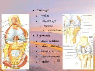 • Cartilage 
• Hyaline 
• Fibrocartilage 
• Meniscus 
• Medial & lateral 
• Ligaments 
• Medial collateral 
• Lateral collateral 
• Anterior cruciate 
• Posterior cruciate 
• Patellar 
 