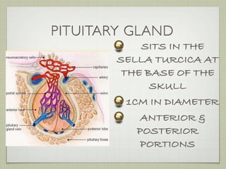 PITUITARY GLAND
             SITS IN THE
        SELLA TURCICA AT
         THE BASE OF THE
              SKULL
          1CM IN DIAMETER
             ANTERIOR &
            POSTERIOR
             PORTIONS
 