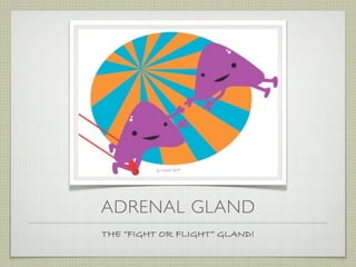 ADRENAL GLAND
THE “FIGHT OR FLIGHT” GLAND!
 