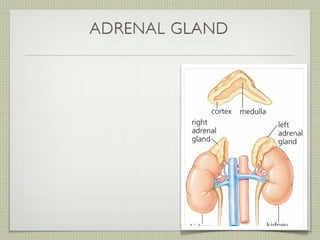 ADRENAL GLAND
 