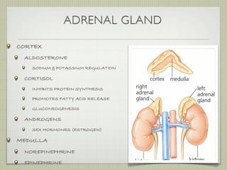 ADRENAL GLAND

CORTEX
 ALDOSTERONE
   SODIUM & POTASSIUM REGULATION

 CORTISOL
   INHIBITS PROTEIN SYNTHESIS

   PROMOTES FATTY ACID RELEASE

   GLUCONEOGENESIS

 ANDROGENS
   SEX HORMONES (ESTROGEN)

MEDULLA
 NOREPINEPHRINE
 EPINEPHRINE
 
