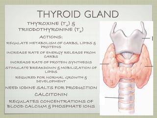 THYROID GLAND
        THYROXINE (T4) &
     TRIIODOTHYRONINE (T3)
              ACTIONS:
REGULATE METABOLISM OF CARBS, LIPIDS &
               PROTEINS
INCREASE RATE OF ENERGY RELEASE FROM
                CARBS
  INCREASE RATE OF PROTEIN SYNTHESIS
STIMULATE BREAKDOWN & MOBILIZATION OF
                 LIPIDS
    REQUIRED FOR NORMAL GROWTH &
             DEVELOPMENT
NEED IODINE SALTS FOR PRODUCTION
            CALCITONIN
 REGULATES CONCENTRATIONS OF
BLOOD CALCIUM & PHOSPHATE IONS
 