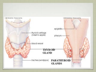PARATHYROID GLANDS
 