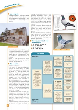 Nos champions
18
La colonie
«Ce que j’apprécie le plus, dit-il, c’est le
jeu, même si les soins et l’élevage me
plaisent également beaucoup». Je suis
très pointilleux pour les soins et la pré-
paration.
Environ 80 pigeonneaux, 48 mâles veufs,
15 couples de reproducteurs, 15 femelles
occupent 2 pigeonniers pour les pigeon-
neaux, 1 pour les femelles, 1 volière pour
les reproducteurs et 6 compartiments de
8 veufs.
Même s’il aime les concours toutes
distances, sa préférence va vers les
concours de 100 à 600 km.
Sa colonie
Je le laisse s’exprimer:
«Ma colonie est basée sur les anciens
pigeons de Damien Baert par achat
d’œufs ou de pigeons, des Poteaux José
et depuis 2017 grâce à Damien, des
Debusschere Roger de Lokeren où je
reçois des jeunes des reproducteurs.
Maintenant pas mal d’échanges et
cadeaux se font entre Damien et moi.
Mes pigeonneaux sont ensemble du
sevrage jusqu’à environ le 15 juillet et
après sont séparés à la porte coulissante
où parfois préparés sur nid. Les femelles
jeunes sont jouées jusque 500 km où je
garde les meilleures et les mâles sont
joués en Vitesse avec parfois quelques-
uns, ceux qui me plaisent sont joués
comme les femelles.
Les mâles sont joués au veuvage clas-
sique, souvent ils couvent 1 ou 2 fois
avant la saison. Les femelles sont juste
accouplées avant la saison pour un cou-
vage d’une dizaine de jours. Cela permet
de les garder mieux en plumes pendant
la saison.
Le fonctionnement pour la nourriture est
un dépuratif maïs assez complet et un
veuvage pendant la saison, avec environ
1 repas de veuvage pour 100 km à voler.
J’essaie de nettoyer le plus souvent pos-
sible. Souvent une visite chez le vétéri-
naire est faite pour éviter les traite-
ments. Pas de traitement à l’aveugle.
Vaccination paramyxopoquettes et para-
typhose.
J’utilise la gamme Mapp système et
depuis cette année les produits originial
process, grain Beyers avec la gamme
Galaxy et les produits complémentaires
Beyers.
Au retour des électrolytes et un mélange
léger et au soir et le lendemain mélange
lourd. Ensuite du dépuratif maïs pour
finir en fonction de la distance avec un
mélange de veuvage».
Quelques très bons
spécimens
 Le Guéret 11 488-13
 Le 28 837-20
 Le 22 493-19
 Le 4 108 361-18
Pedigree
FR 12-2968
Le 68, Bleu pls bls 
3 premier prix en 2012 
Achat dans l’œuf  
chez Damien Baert 
Père de la 22493-19
FR 16-2642
L’étampes 
Mâle Bleu 
As pigeon Demi-fond Douai 
Vieux 2018 
Palmarès 
1er
 2 303 Arr. Etampes 
1er
 2 455 Arr. Ecouen 
1er
 1 227 Arr. Etampes 
1er
 852 Arr. Andrezel 
2e
 513 Arsy 
4e
 2 554 Arr. Ecouen
BE 11-9078997
Bleu 
Mâle prêté par Damien 
Baert de Ere fin 2011 
Origine Csaert M.-G. 
Grand père 27377-15
FR 16-104762
Femelle Bleue pls bls 
Mère du 31982-17 
2e
 As pigeond fond  
2018 Douai 
Mère du 9e
 pigeon  
à la Finale  
du championnat  
des Régions  
de Roye 2019
BE 09-3095155
Beauty Bliksem 
Vandenabeele Gaby 
Father Mexence 1er
 Nat. 
Tulles 2016
BE 125-4210234
Mexence 
Mâle Bleu 
1er
 National de Tulles 
5 976 p. 
1er
 sur 564 Bourges 
1er
 sur 499 Souppes 
3e
 sur 3 788 Bourges 
5 sur 405 Vierzon 
11e
 sur 3 892 Montluçon
BE 09-3040476
Father Favoriet 
Rudy Desaer
BE 14-3115789
Sister Favoriet 
Femelle 
Favoriet 3123742-11 
1er
 Nat. 8 305 p.  
Limoges 2015 
2e
 Nat. 18 390 p.  
Limoges 2014 
3e
 Prov. 6 300 p. Tours 
17e
 Nat. 7 221 p.  
Limoges 2014 
40e
 Nat. 15 902 p. 
Châteauroux
BE 16-4104379
La Toute Belle 
Femelle écaillée clair 
Fille 1er
 Nat. Tulles 
Mexence × sister Favoriet 
Baert Debuschere
FR 20-28837
Mâle Ecaillé 
9 prix  
sur 10 engagements 
1er
 groupement Nanteuil 
1 882 pigeons 
1er
 groupement Clermont 
1378 pigeons 
1er
 groupement Arsy 
1 370 pigeons 
23e
 groupement Nanteuil 
1 533 pigeons 
25e
 groupement Nanteuil  
2 743 pigeons 
39e
 groupement Ecouen 
2 369 pigeons 
80e
 groupement Ecouen 
2 967 pigeons 
97e
 groupement  
Sermaisse  
1 894 pigeons
FR 19-306803
Mâle Bleu macôt 
9e
 sur 919 Lorris 
15e
 sur 2 843 Nanteuil 
16e
 sur 1 607 Ecouen 
44e
 sur 2 123  
Brières-les-Scelles 
71e
 sur 1 473 Arsy 
73e
 sur 1 701 Sermaisse 
74e
 sur 1 710 Lorris 
85e
 sur 2 160 Nanteuil 
89e
 sur 2 160 Nanteuil 
89e
 sur 967 Arsy 
214e
 sur 2 328 Nanteuil 
222e
 sur 1 084 Nanteuil
FR 12-240889
Bleue
BE 10-9113552
Bernadette 
Bleue 
Bernard Vanrenterghem
BE 12-9040308 
Bleue sale 
Damien Baert de Ere 
Mère de la 2643-16 
As pigeon fond 2018 
1er
 de groupement Arr.
BE 09-3149960
Mother Favoriet 
Bliksem Girl 
Rudy Desaer
D’autres installations
Un jeune 2020, le 28 837 qui promet
Maxime Renaud
Erre
Rompteaux 114
06 12 80 17 02
FR 20-28837
 