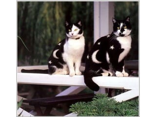 Maquillage pour chats