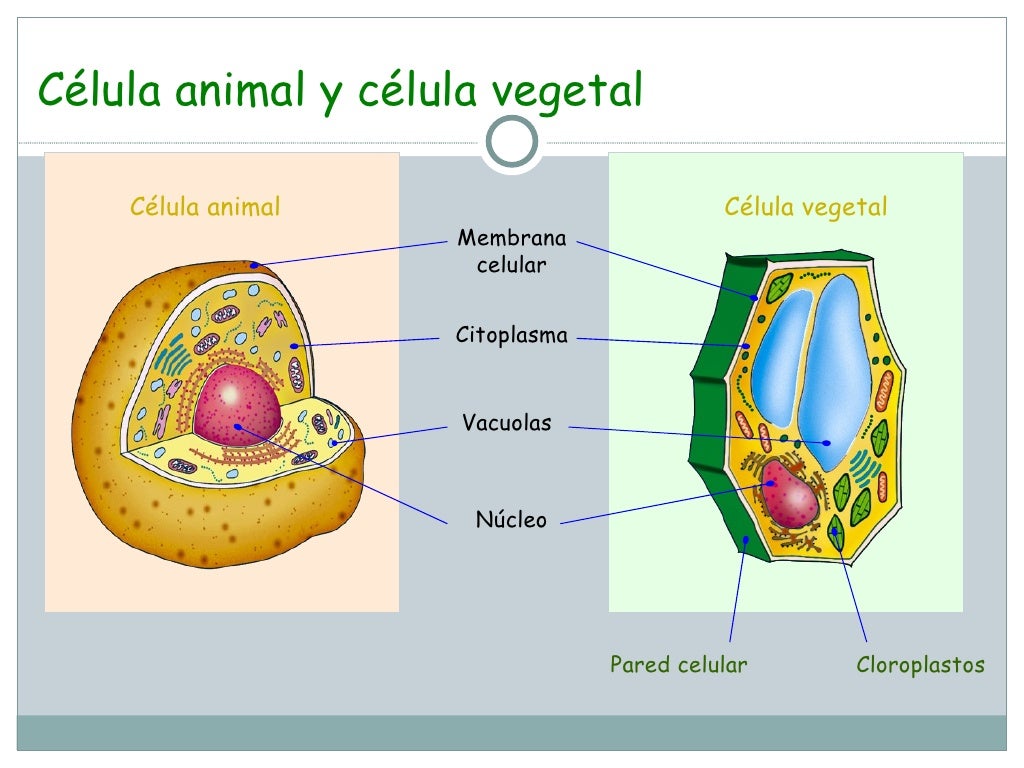 F:\Ciencia 2010\La Celula Clase 1