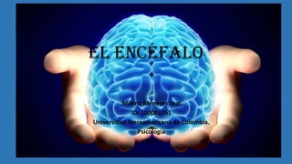 El encéfalo
Milena Meneses Leal
ID: 100083751
Universidad Iberoamericana de Colombia.
Psicología
2021
 