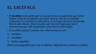 El encéfalo.
• El encéfalo es la parte que se encuentra en la superficie que tiene
mayor masa en el sistema nervioso central. Está en la cavidad
craneana y su función es voluntaria, es la masa nerviosa contenida
dentro del cráneo. Esta envuelta por las meninges que son 3
membranas que son duramadre, piamadre y aracnoides.
• El encéfalo posee 3 partes mas voluminosas q son:
1. Cerebro
2. Cerebelo
3. Bulbo raquídeo
Otras mas pequeñas que son el Talalmo, Hipotalamo y sistema lumbico
 