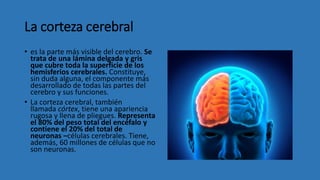 La corteza cerebral
• es la parte más visible del cerebro. Se
trata de una lámina delgada y gris
que cubre toda la superficie de los
hemisferios cerebrales. Constituye,
sin duda alguna, el componente más
desarrollado de todas las partes del
cerebro y sus funciones.
• La corteza cerebral, también
llamada córtex, tiene una apariencia
rugosa y llena de pliegues. Representa
el 80% del peso total del encéfalo y
contiene el 20% del total de
neuronas –células cerebrales. Tiene,
además, 60 millones de células que no
son neuronas.
 