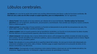 Lóbulos cerebrales.
Los lóbulos son unas de las partes del cerebro que resultan determinantes para llevar a cabo las funciones cerebrales. En
total son seis y cada uno de ellos cumple un papel específico, pero no independiente. Son los siguientes:
• Lóbulo frontal. Está situado en la zona anterior, por delante de la cisura de Rolando. Permite realizar las funciones
ejecutivas que son la atención, planificación, secuenciación y reorientación. Hace posible que dirijamos nuestra conducta
hacia un determinado fin.
• Lóbulo parietal. Se ubica bajo el hueso parietal y su función es básicamente la de percibir las sensaciones de calor, frío,
tacto, dolor y presión. También coordina el equilibrio.
• Lóbulo occipital. Está en la parte posterior de los hemisferios cerebrales y su función es la de procesar los datos visuales.
Permite efectuar el reconocimiento espacial y discriminar los colores y el movimiento.
• Lóbulo temporal. Está ubicado más o menos detrás de las sienes y allí convergen las señales enviadas de todas las partes
de la corteza. Permite decodificar los estímulos auditivos, esto es comprender el habla o lenguajes como la música. Regula
las emociones de ira, ansiedad y placer.
• Ínsula. Está ubicada en la zona profunda de la superficie lateral del cerebro. Se cree que la ínsula está relacionada con
emociones complejas como amor, odio y tristeza. También juega un papel importante en la sensación de dolor, en los
deseos conscientes y las adicciones.
• Lóbulo límbico. Corresponde a lo que conocemos como sistema límbico y tiene que ver con los estados de alerta y las
emociones. Regula la atención, la motivación y algunos procesos de aprendizaje y memoria.
 