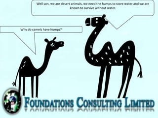 Why do camels have humps?
Well son, we are desert animals, we need the humps to store water and we are
known to survive without water.