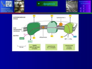 Apoptosis Departamento INCMN  SZ de Bioquímica D epartamento   de M edicina   G enómica y T oxicología   A mbiental U N A M I I B 