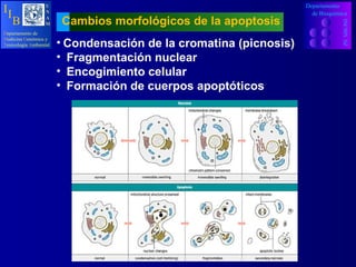 Condensación de la cromatina (picnosis) Fragmentación nuclear Encogimiento celular Formación de cuerpos apoptóticos Cambios morfológicos de la apoptosis Departamento INCMN  SZ de Bioquímica D epartamento   de M edicina   G enómica y T oxicología   A mbiental U N A M I I B 