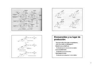Eicosanoides y su lugar de
producción:
   Son derivados del ácido araquidónico,
   entre los cuales se distinguen:-
• PROSTAGLANDINAS
    •Producidas por la mayoría de los tejidos.
•   LEUCOTRIENOS
    •Producidos por los leucocitos.
•   TROMBOXANOS
    •Producidos por plaquetas y otros tejidos.




                                                 5
 