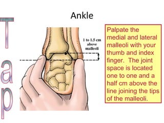Ankle Tap Palpate the medial and lateral malleoli with your thumb and index finger.  The joint space is located one to one and a half cm above the line joining the tips of the malleoli.  