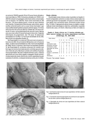 Febre catarral maligna em bovinos: transmissão experimental para bovinos e caracterização do agente etiológico                   97



no verão de 1994/95 quando 29 de 470 vacas foram afetadas e              Sinais clínicos
morreram (Barros 1994). Os bovinos afetados em 1994/5 e em                   Os principais sinais clínicos estão resumidos no Quadro 4.
2001/02 estavam em pastagens onde havia ovinos consorciados              Foram computados somente os sinais clínicos observados nos
com os bovinos. Em 2001/02, havia numa invernada de 200                  animais que foram necropsiados. Em geral, os sinais iniciavam
hectares, 170 vacas adultas jovens, cruzas de raças zebuínas             com apatia, leve corrimento nasal, corrimento ocular seroso
com charolês. O proprietário informou que, pelo menos, quatro            (Fig. 1) e febre. O agravamento desses sinais era rápido e compli-
ovelhas estiveram junto com as vacas nessa invernada e que               cado por sinais neurológicos e diarréia, culminando, na grande
essas ovelhas haviam parido no inverno anterior (aprox. 4-5 meses        maioria dos casos, em morte. Observou-se febre em todos os
antes do início do surto de 2001/2). A idade das 170 vacas vari-
ava de 3-5 anos, com predominância de vacas de 4 anos. Apenas
uma vaca mais velha (10 anos) fazia parte desse lote. Segundo              Quadro 4. Sinais clínicos em 11 bovinos afetados por
                                                                         febre catarral maligna nos surtos espontâneos ocorridos
informações do proprietário, das 170 vacas 18 adoeceram
                                                                                        emSantiago, RS, 2001-2003
(morbidade de 10,59%) e 15 morreram (letalidade de 83,33%).
Nove foram necropsiadas (Quadro 3).                                          Sinal clínico                                  Bovino
    Na Propriedade B, os casos de FCM ocorreram em janeiro e                                       1   2    3       4   5     6 7    8   9   10 11
fevereiro de 2003. De um total de 500 bovinos com 3-4 anos de             Febre                   •a   •   n.a.b   n.a. n.a. •   •   • n.a. n.a. •
idade, 12 adoeceram (morbidade de 2,4%) e morreram (letalidade            Corrimento nasal         •   •    •       •    • •     •   • •     • •
de 100%). Desses 12 bovinos, dois foram necropsiados (Quadro              Distúrbios nervosos      •   •    •       oc o •       •   • •     • •
3). Na Propriedade B, os bovinos estiveram em contato com                 Corrimento ocular        •   o    •       •    • •     o   o o     • •
                                                                          Opacidade da córnea      •   o    o       o    • •     o   • o     o •
borregas na mesma invernada durante os 60 dias que precede-               Diarréia                 o   o    o       •    • o     o   o o     • •
ram o início do surto. Não houve contato com ovelhas em parição           Sialorréia               o   o    o       •    • o     o   • o     o o
nessa propriedade. Nos dois estabelecimentos rurais, a doença             Erosões e corrimento     o   o    o       o    o •     o   • o     o o
apresentou um curso clínico agudo a subagudo. Desde a primei-             vulvar
                                                                          Hematúria                o   o    o       o   •    o   o   o   •   o   o
ra observação dos sinais clínicos até a morte espontânea ou por
eutanásia in extremis, a evolução da doença variou de 2 a 8 dias.        aPresente, bnão   avaliado, causente.




1                                                                                                                                                 2


                                                                         Fig.1. Corrimento ocular seroso em caso espontâneo de febre catarral
                                                                             maligna (Bovino 4).

                                                                         Fig. 2. Corrimento nasal mucopurulento nas narinas de caso espontâ-
                                                                              neo de febre catarral maligna (Bovino 4).

                                                                         Fig. 3. Opacidade da córnea em caso espontâneo de febre catarral
                                                                             maligna (Bovino 6).




3


                                                                                                       Pesq. Vet. Bras. 24(2):93-106, abr./jun. 2004
 